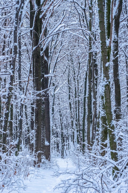 Fundo de árvores cobertas de neve de inverno