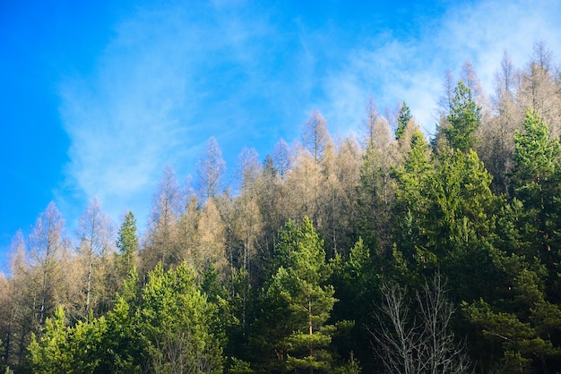 Fundo de árvores da floresta conífera com cor verde e caminho de caminhada do céu azul para a rocha de Cerenova