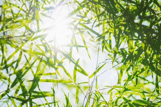 Fundo de bambu de folha verde com luz do sol