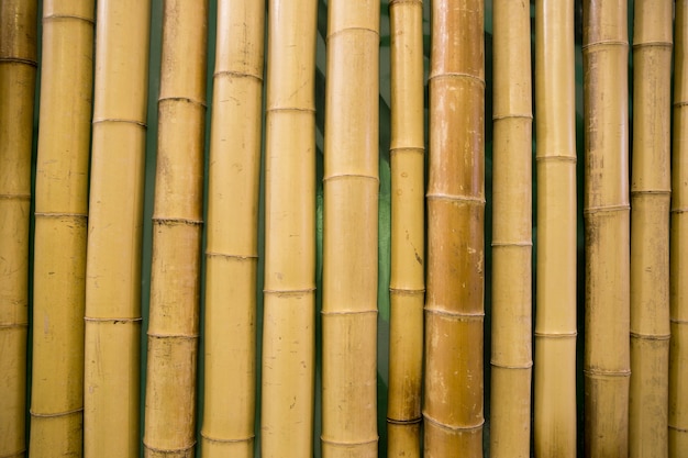 fundo de bambu