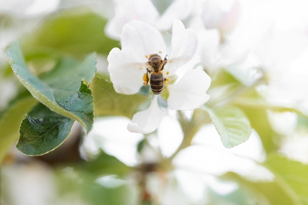 Fundo de banner com abelha e galhos de árvores florescendo produção de mel e conceito de primavera