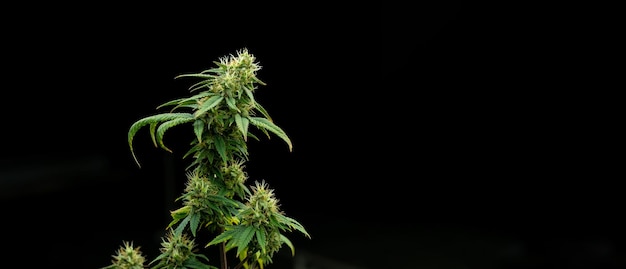 Fundo de banner de cannabis crescente feche as folhas verdes de maconha com estigmas amarelos e marrons brancos tricomas cultivo interno isolamento de estufa interna em fundo preto