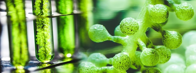 Fundo de banner do conceito de planta de natureza de alga verde de ciência ambiental e pesquisa de vacinas médicas em laboratório de biotecnologia estuda tecnologia de energia de biocombustível e gás