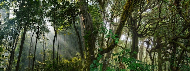Fundo de banner panorama da cena da paisagem da floresta tropical para uso no conceito de ecologia ambiental e energia sustentável ou madeira selvagem do dia da terra cênica usando para papel de parede de spa e turismo