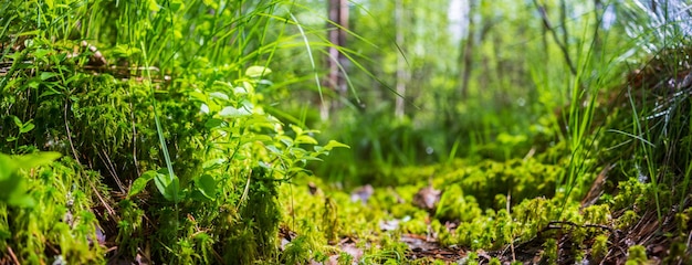 Fundo de banner panorâmico com close-up de plantas verdes florestais musgo e grama Bela paisagem natural com fundo desfocado e espaço para cópia