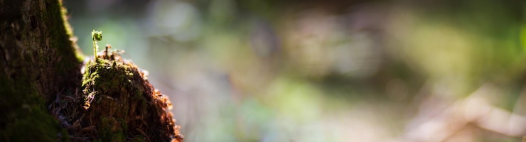 Foto fundo de banner panorâmico com closeup de musgo e broto de plantas em um toco na floresta bela paisagem natural foco seletivo em primeiro plano com um fundo desfocado e copyspace