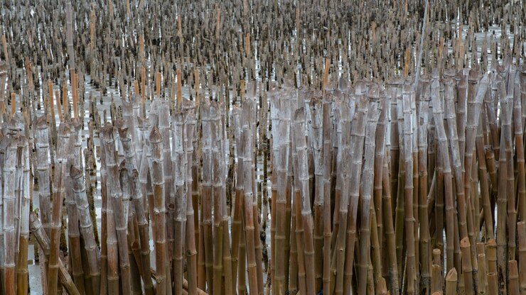 Foto fundo de barragem de bambu