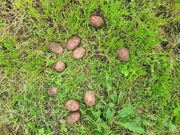 Fundo de batatas marrons deitado na grama verde