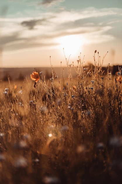 Fundo de bela natureza com papoula de flor azul no pôr do sol no campo