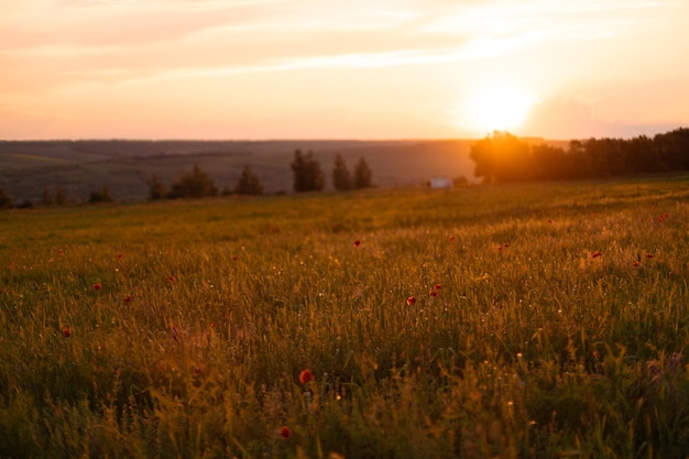 Fundo de bela natureza com papoula de flor de papoula vermelha no pôr do sol no dia da lembrança de campo v...