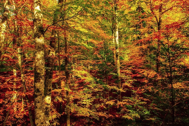 Fundo de bela paisagem de outono vintage com folhas vermelhas secas caídas na floresta de faias