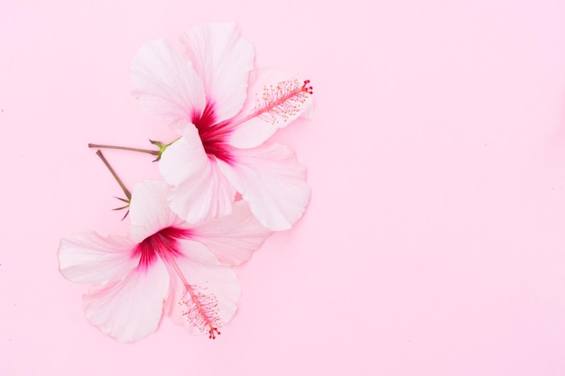 Fundo de bem-estar com duas flores frescas de hibisco em rosa