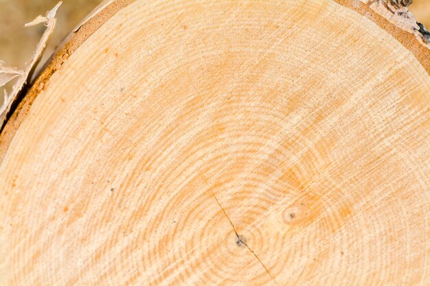 Foto fundo de bétula de madeira serrada, toco, textura de madeira natural.