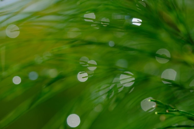 fundo de bokeh da natureza. orvalho da manhã nas agulhas de pinheiro. fundo desfocado. folhas de pinheiro.