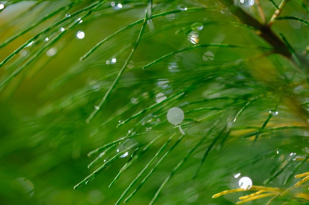 fundo de bokeh da natureza. orvalho da manhã nas agulhas de pinheiro. fundo desfocado. folhas de pinheiro.