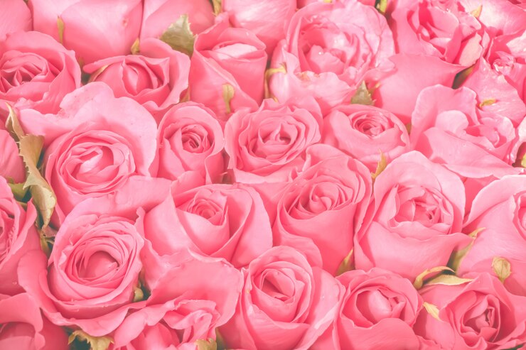 Fundo de buquê de rosas