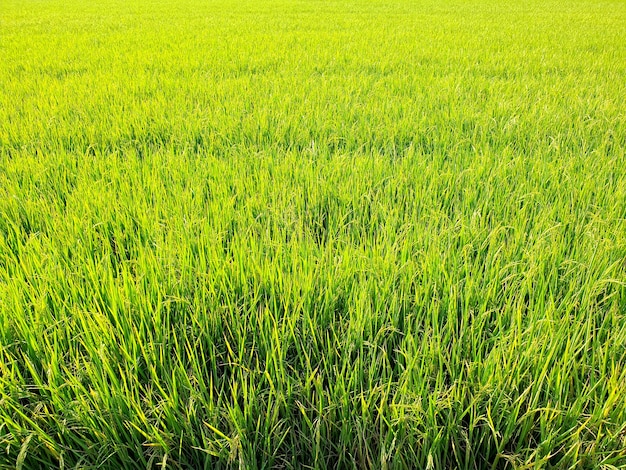 Fundo de campo de arroz verde e dourado