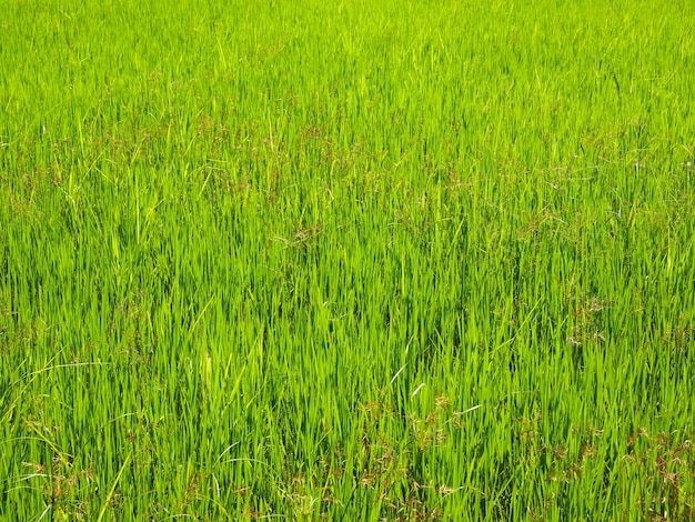 Fundo de campo de arroz verde fresco