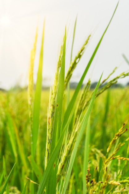 Fundo de campo de arroz verde