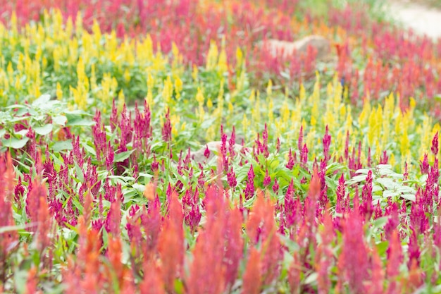 Fundo de campo de flores