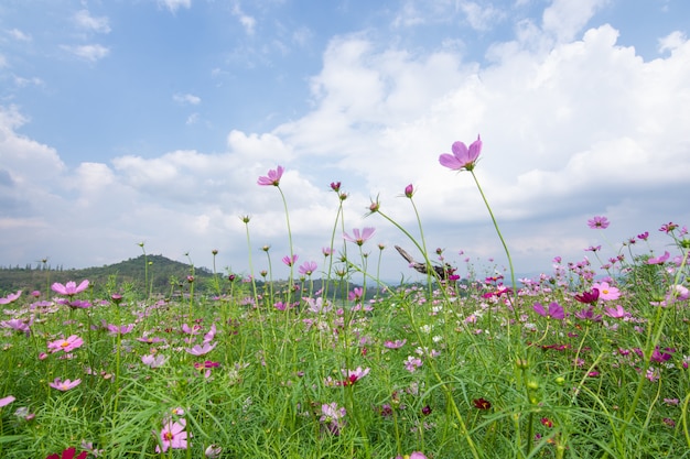 Fundo de campo de flores