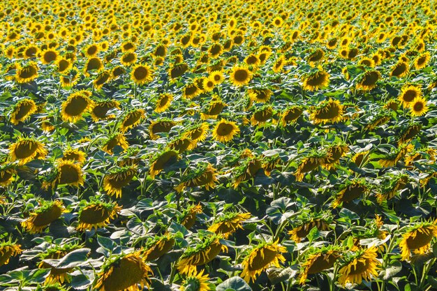 Fundo de campo de girassol no pôr do sol com foco seletivo