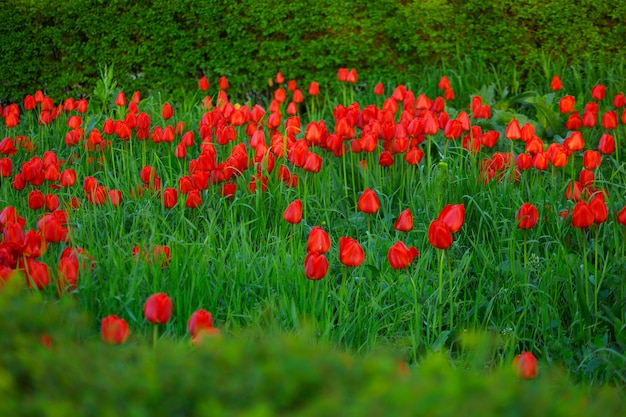 Fundo de campo de lindas tulipas vermelhas