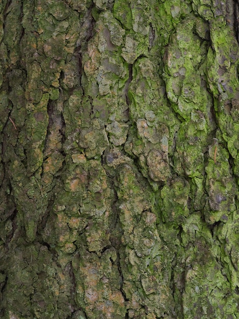 Fundo de casca de árvore real coberto com musgo verde, vida natural real