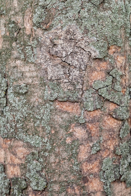 Fundo de casca de madeira Textura de casca de madeira com musgo verde em um tronco de árvore Foco seletivo