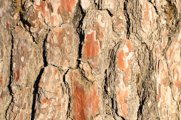 Fundo de casca de pinheiro velho, textura lenhosa