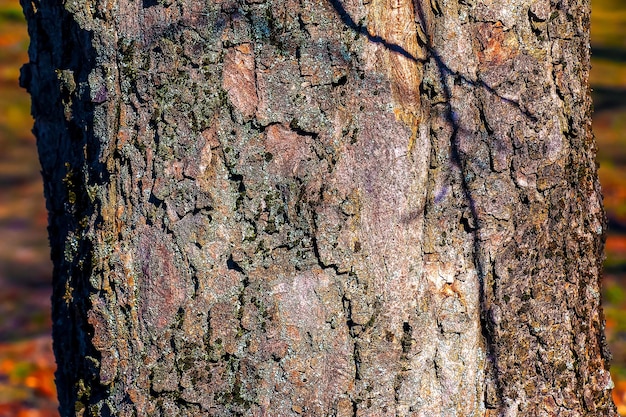 Fundo de casca de sicômoro Acer pseudoplatanus L Padrão de textura para designers