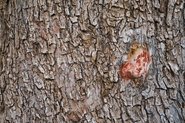 Fundo de casca de uma velha oliveira em uma fazenda horizontal quadro fácil ideia de papel de parede de protetor de tela