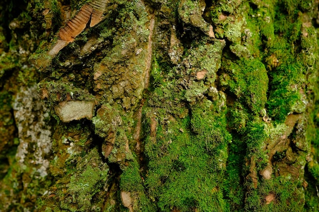 Fundo de casca verde com musgo na casca