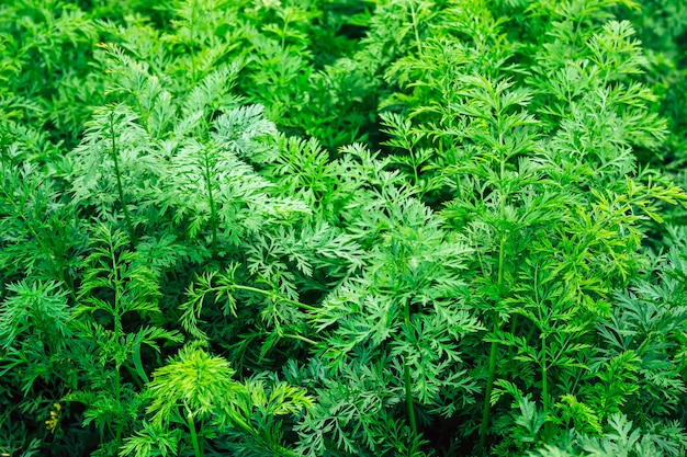 Fundo de cenoura jovem. Folhas de cenoura verde como textura