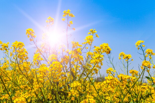 Fundo de céu azul e flores de violação