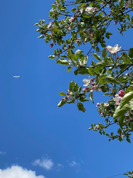 fundo de céu azul em dia de verão