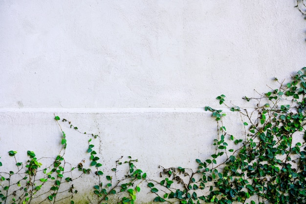 Fundo de cimento branco com planta