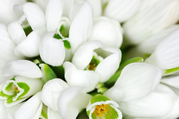 Fundo de closeup de flores de floco de neve de primavera