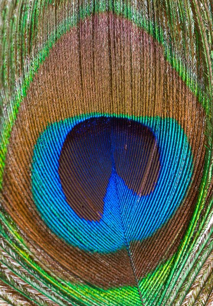 Foto fundo de closeup de penas de pavão iridescentes macro coloridas