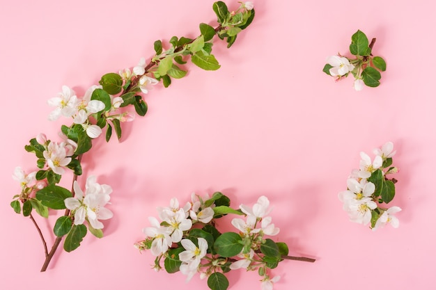 Fundo de composição de arranjo de flores de maçã concurso primavera. Florescendo ramos de macieira em fundo rosa com espaço de cópia.