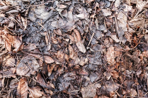 Fundo de compostagem de pilha de folhas de composto de fertilizante orgânico eco humus