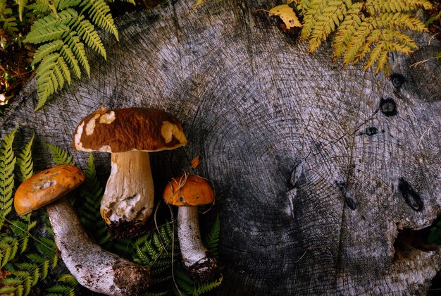 Fundo de conceito de colheita de cogumelos de uma faca de caça, cogumelos florestais e folhas de samambaia