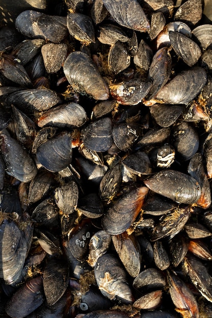 Fundo de conchas de mexilhão em closeup