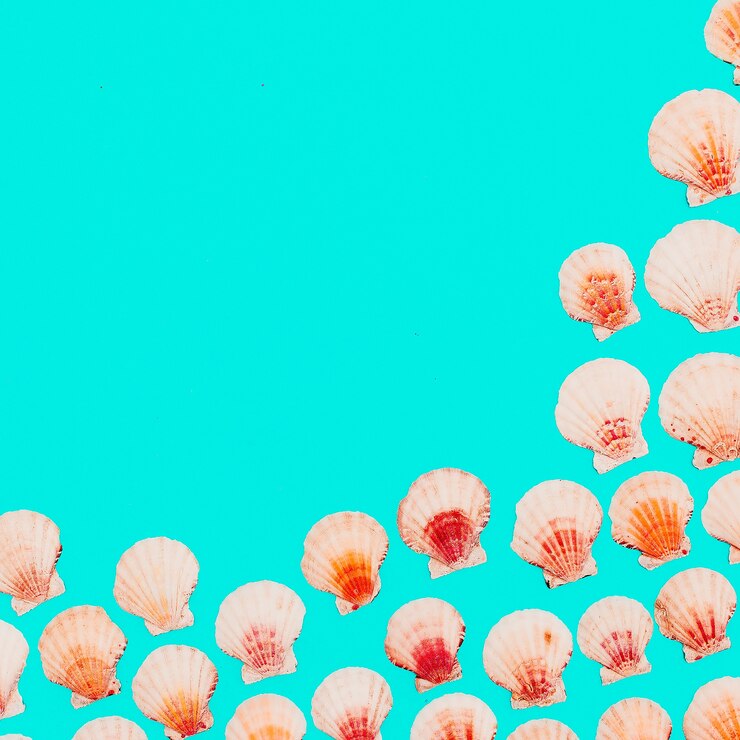 Foto fundo de conchas humor marinho. arte minimalista