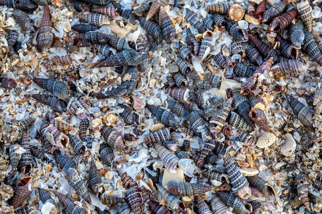 Fundo de conchas velhas, conchas do mar para uso como material de construção