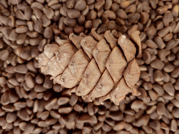 Fundo de cone de cedro