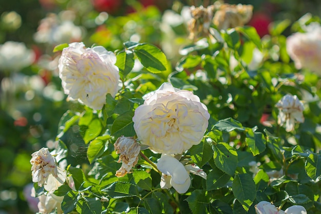 Fundo de desvanecimento de flores rosas brancas