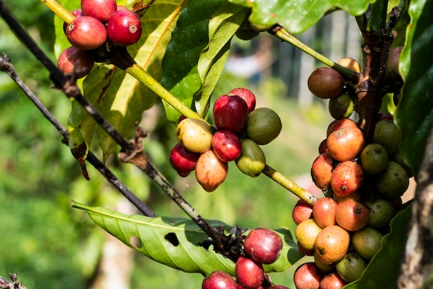 fundo de fazenda de café