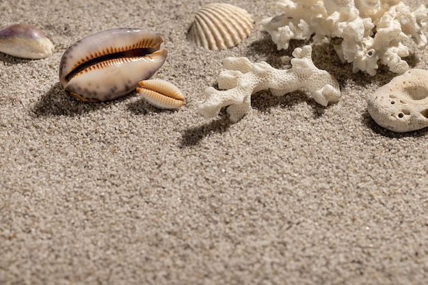 Fundo de férias de verão na praia com conchas e areia. Closeup cópia do espaço