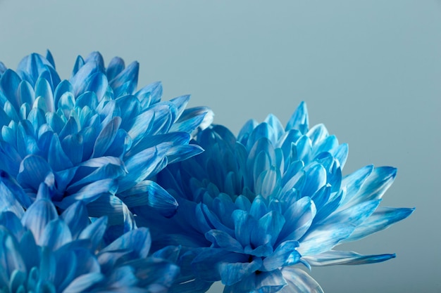 Fundo de flor azul perto de áster de flor azul com pétalas azuis para fundo ou textura